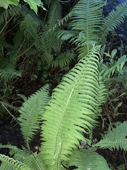 Matteuccia struthiopteris