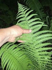 Matteuccia struthiopteris