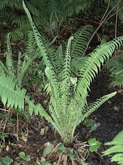 Matteuccia struthiopteris