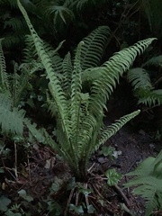 Matteuccia struthiopteris