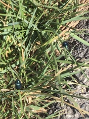 Chrysochus cobaltinus