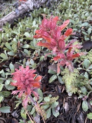 Pedicularis densiflora