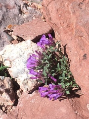 Penstemon harbourii