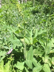 Chlorocrambe hastata
