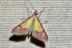 Choristostigma roseopennalis