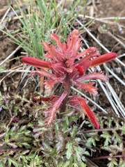 Pedicularis densiflora