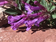 Penstemon harbourii