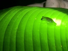 Teratohyla pulverata