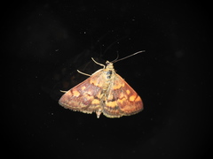 Pyrausta aurata