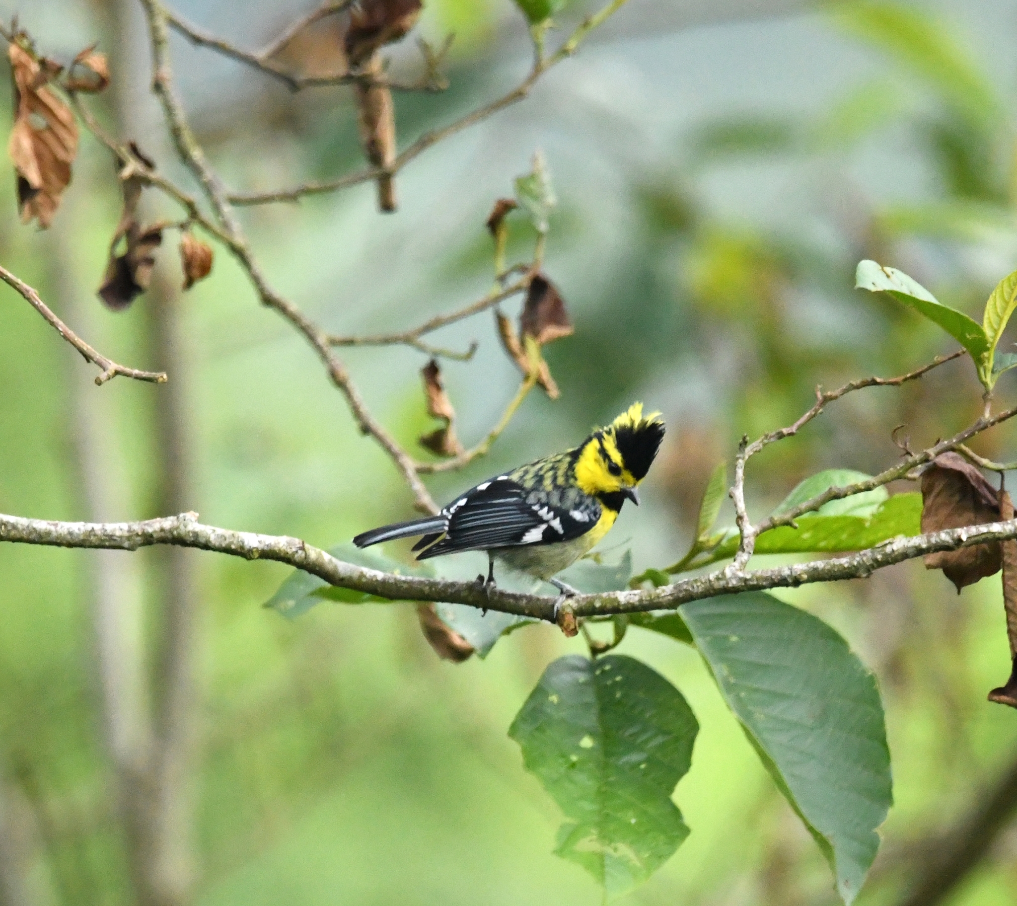 Yellow-cheeked Tit illustration