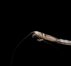 Ceromitia iolampra