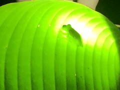 Teratohyla pulverata