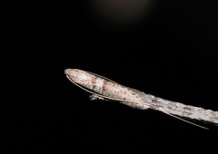 Ceromitia iolampra
