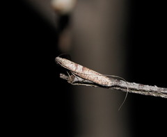 Ceromitia iolampra