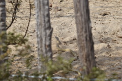 Masticophis fuliginosus