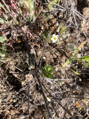 Leptosiphon jepsonii