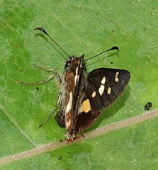Dalla mesoxantha