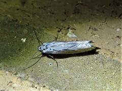 Ethmia discostrigella