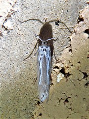 Ethmia discostrigella