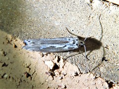 Ethmia discostrigella