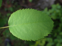 Amelanchier cusickii