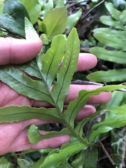 Polypodium scouleri image