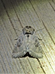 Protorthodes melanopis