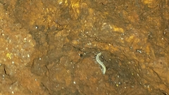 Macrosternodesmidae