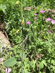 Chlorocrambe hastata