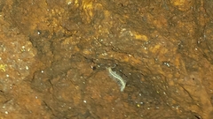Macrosternodesmidae