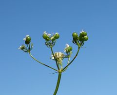 Bifora radians