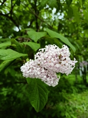 Syringa × henryi