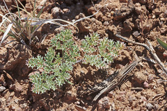 Cymopterus purpureus