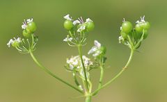 Bifora radians