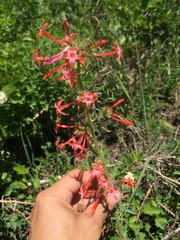 Ipomopsis aggregata aggregata