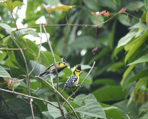 Yellow-cheeked Tit (Machlolophus spilonotus), photo 8