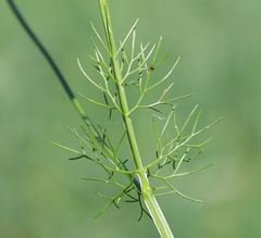 Bifora radians