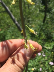 Chlorocrambe hastata