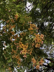 Cassia javanica