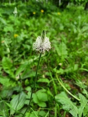 Plantago urvillei