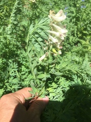 Corydalis caseana brachycarpa