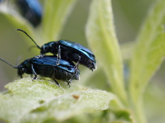 Chrysochus cobaltinus
