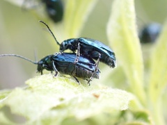 Chrysochus cobaltinus