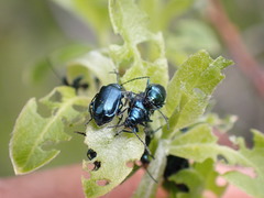Chrysochus cobaltinus