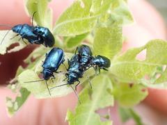 Chrysochus cobaltinus