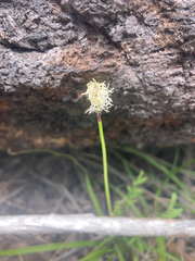Carex concinnoides