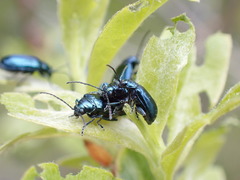 Chrysochus cobaltinus