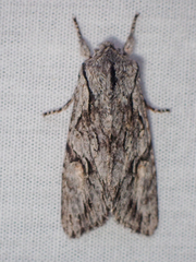 Egira crucialis