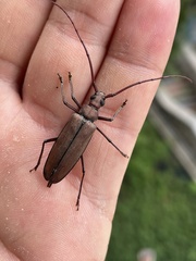 Aegolipton marginale