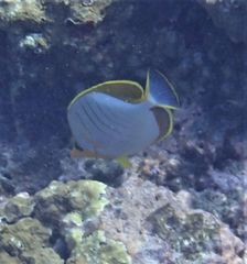 Chaetodon xanthocephalus